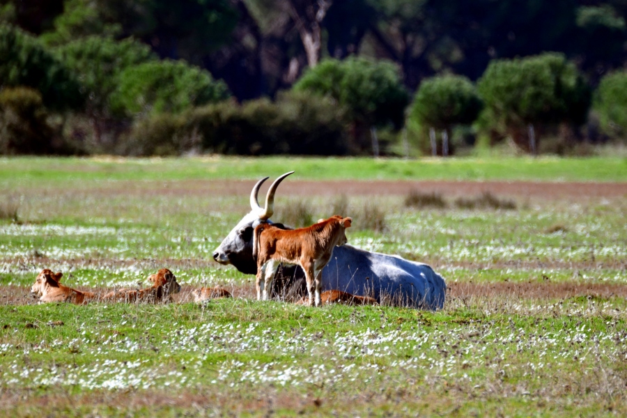 Le stagioni nel Parco- Primavera 2017