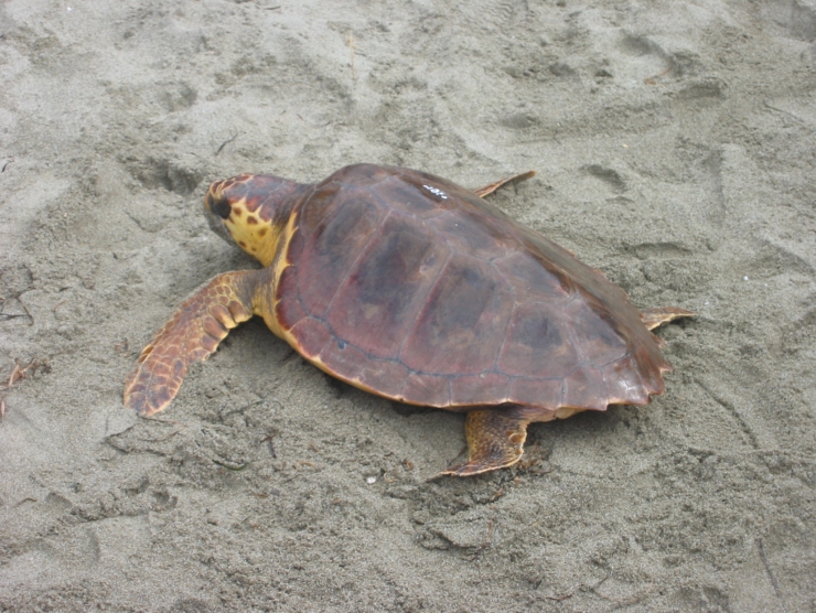 Tartaruga-caretta-caretta-370x278@2x