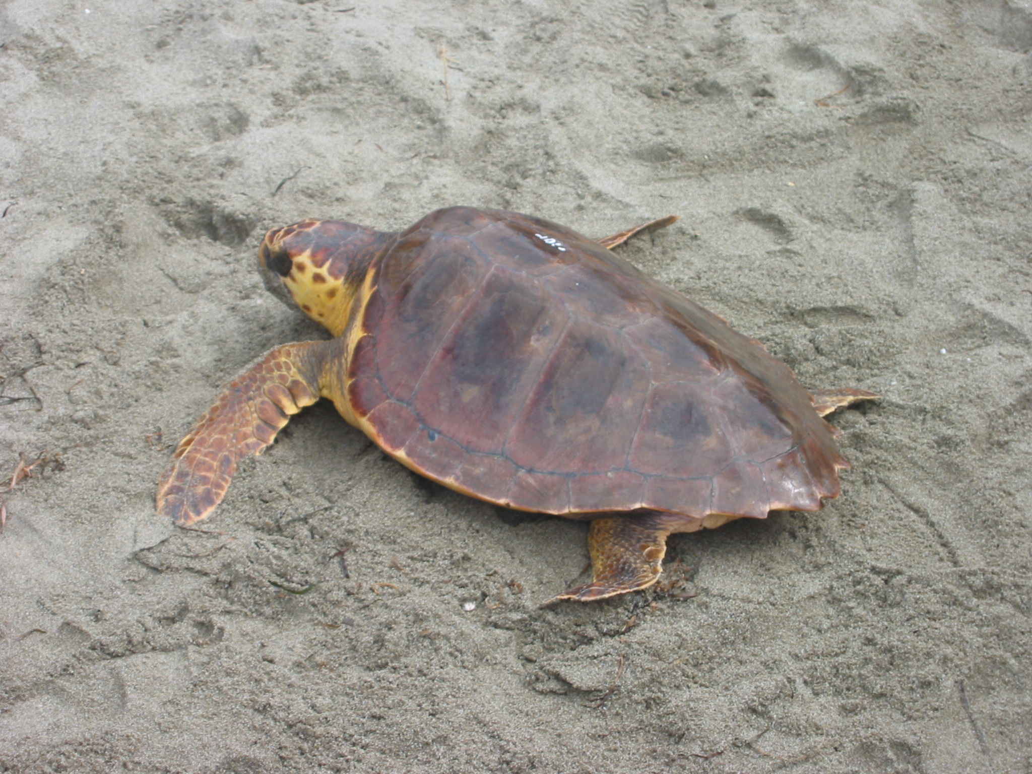 Tartaruga caretta caretta