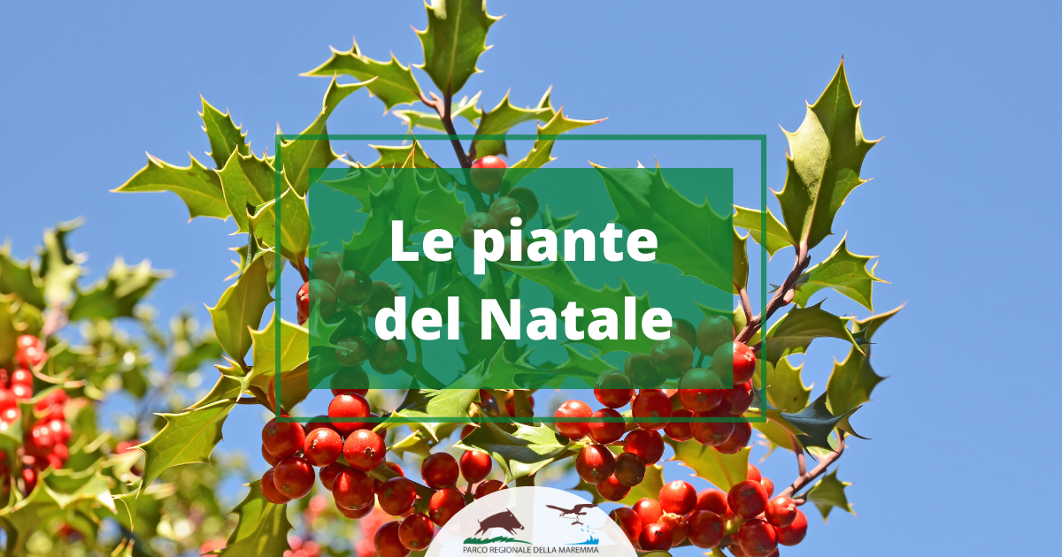 Le piante del Natale